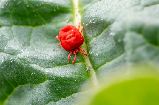 BugMD Review: Pest Control Buying Guide
